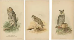 John L. Ridgway, Dwarf Screech Owl, Burrowing Owl and Great Horned Owl, 1893, Paper, Set of 3