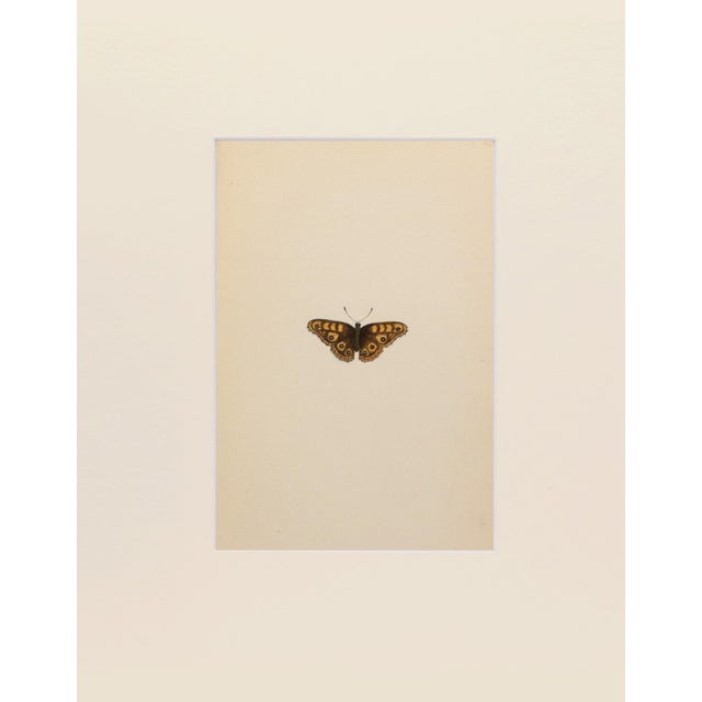 Hand colored butterfly lithograph showing different stages and sexes of a butterfly species from caterpillar to chrysalis...