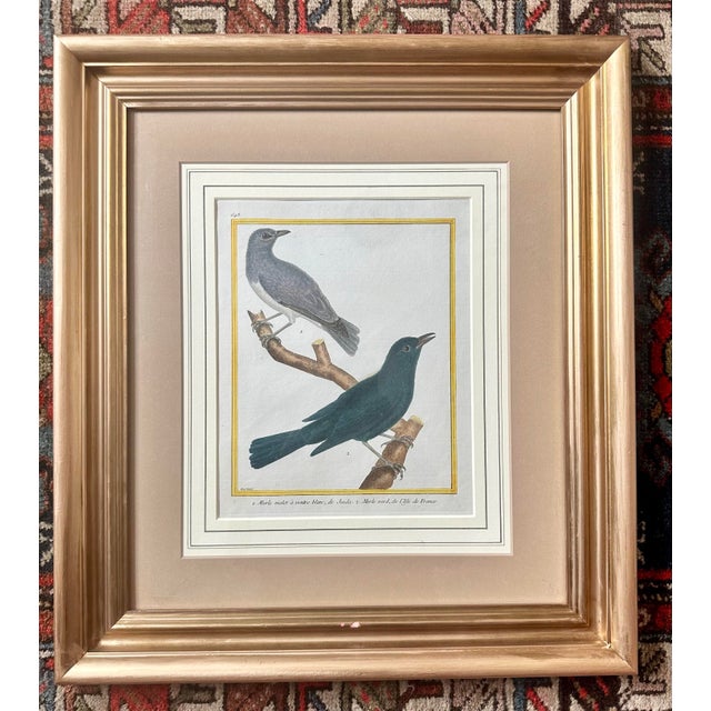 Antique 18th Century Bird Copper Plate Engraving by François-Nicolas Martinet For Sale - Image 10 of 12