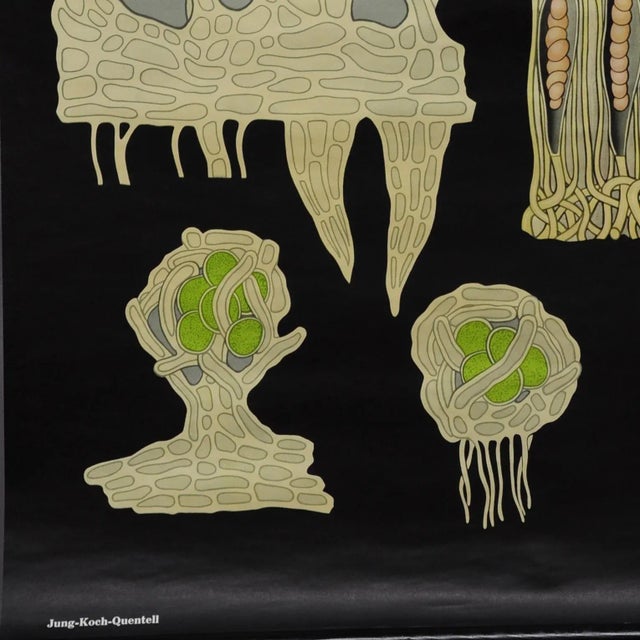 Yellow Lichen Botany Plants Wall Chart by Jung Koch Quentell For Sale - Image 4 of 6