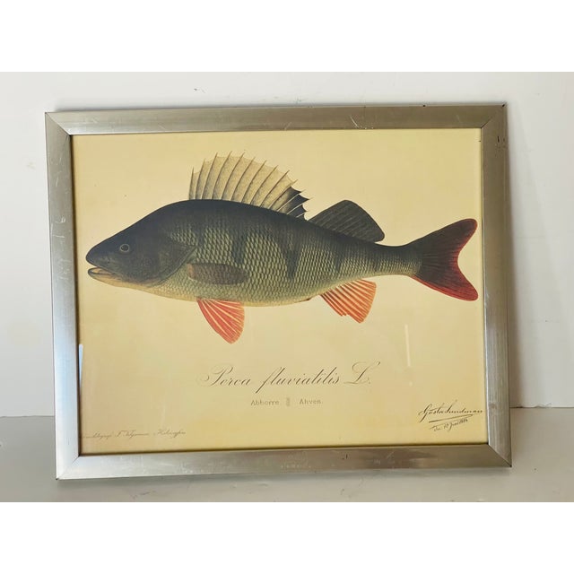 Vintage German Fish Chromolithograph Framed For Sale - Image 4 of 6