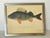 Vintage German Fish Chromolithograph Framed For Sale - Image 4 of 6
