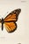 Illustration Monarch Butterfly by Sherman F. Denton, Vintage Entomology Reproduction Art Print, 24" × 36" For Sale - Image 3 of 6