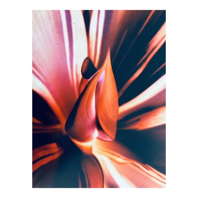 Jeffrey Rothstein, Flora Fauna Series Vintage Color Photograph Abstract Flower Fuji Crystal Photo, c.1998 For Sale