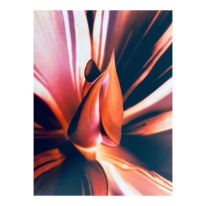 Jeffrey Rothstein, Flora Fauna Series Vintage Color Photograph Abstract Flower Fuji Crystal Photo, c.1998
