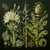 This fine art print reproduces a beautifully detailed 19th-century botanical illustration depicting an elegant arrangement...
