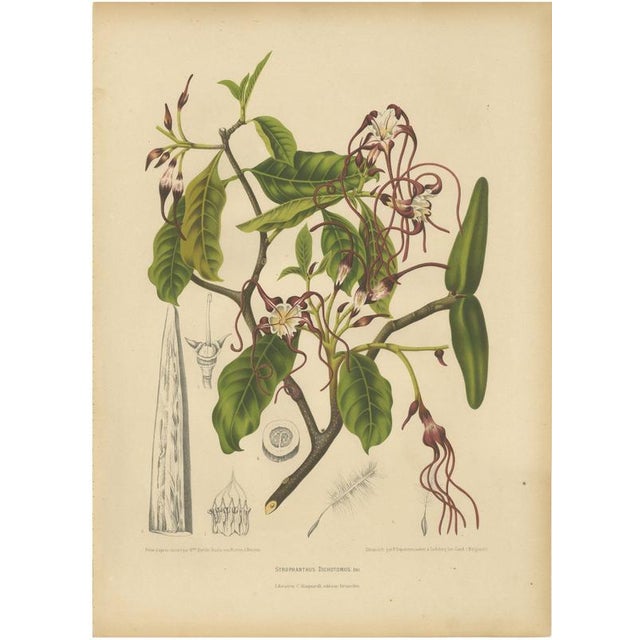 Berthe Hoola van Nooten, Poison Arrow Vine, 1880, Chromolithograph For Sale - Image 9 of 9