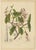 Berthe Hoola van Nooten, Poison Arrow Vine, 1880, Chromolithograph For Sale - Image 9 of 9