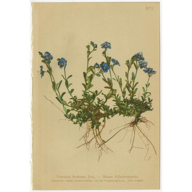 After Anton Hartinger, Alpine Speedwell and Wulfenia Botanical Plates, 1897, Prints, Set of 8 For Sale - Image 4 of 12