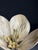 German Botanical Floral Model, 1900 For Sale - Image 18 of 18