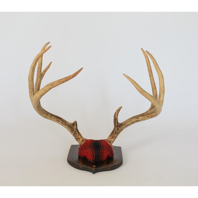 Mid 20th Century Vintage 8-Point Whitetail Deer Curved Antlers Taxidermy Mount For Sale - Image 5 of 11