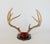 Mid 20th Century Vintage 8-Point Whitetail Deer Curved Antlers Taxidermy Mount For Sale - Image 5 of 11