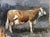 Matthew Paoletti "How Now" Contemporary Naturalistic Rural Animal Painting of a Brown Cow, 2022 For Sale