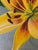Paint Modern Oil Painting - Yellow Flower For Sale - Image 7 of 11