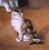 Pair of 19th Century French Pendant Cat Oil on Canvas Paintings Signed A. Pernot For Sale - Image 14 of 18