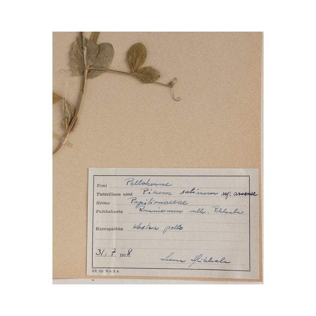 Vintage Swedish Herbarium - Sweet Pea, Circa 1958 For Sale - Image 4 of 4