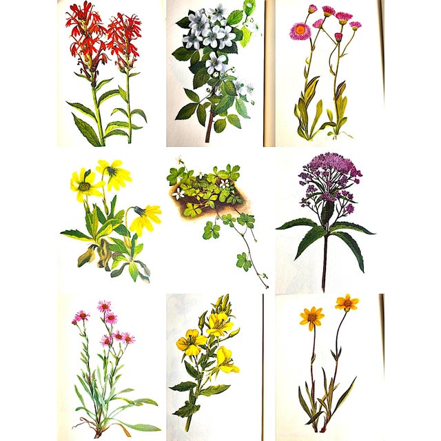 1970s 1970s Smithsonian Edition "Wildflowers of America" Coffee Table Book For Sale - Image 5 of 11