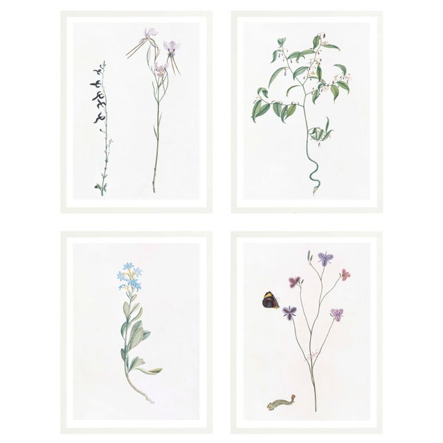 Celerie Kemble Curated Australian Botanical Set of 4 (24X30) in White Frame For Sale In Greensboro - Image 6 of 6