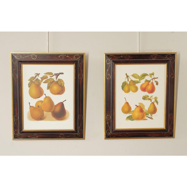 High Quality Pair of Framed Pear Fruit Prints
