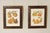 High Quality Pair of Framed Pear Fruit Prints