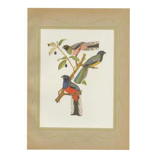 After Descourtilz, Trogons and Jays, 1944, Paper For Sale