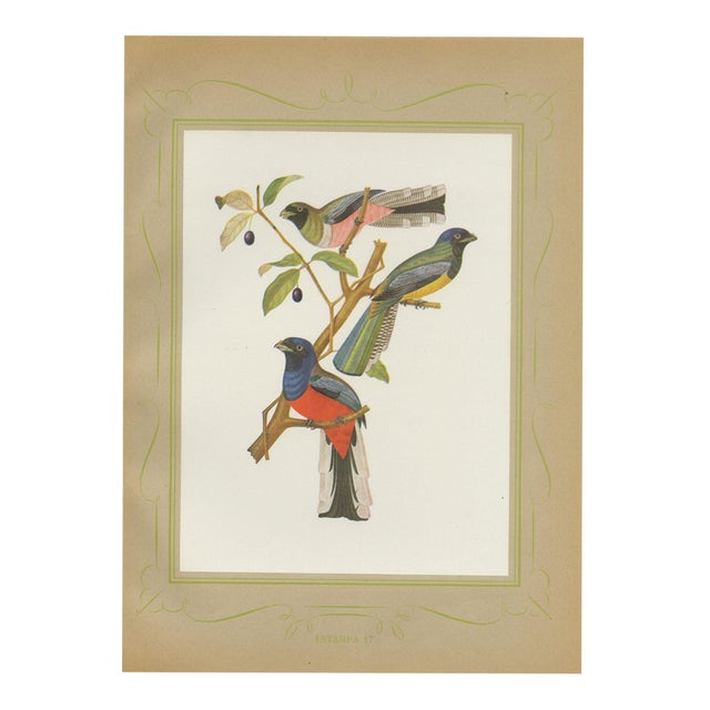 After Descourtilz, Trogons and Jays, 1944, Paper For Sale