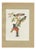After Descourtilz, Trogons and Jays, 1944, Paper For Sale