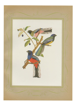 After Descourtilz, Trogons and Jays, 1944, Paper