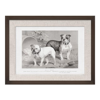 Cassell Dogs; Bull Dogs, Framed Artwork For Sale