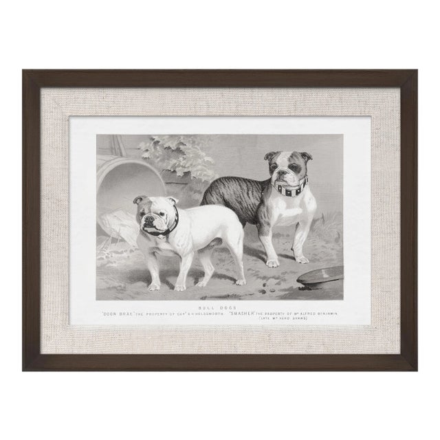 Cassell Dogs; Bull Dogs, Framed Artwork For Sale