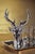 This home accessory with impressive antlers is sure to create a focal point, modern or traditional. This also makes a...