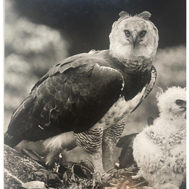 Rare 1975 'harpy Eagle Mother & Baby Fledgling' in Nest Neil Rettig Photograph For Sale - Image 10 of 12