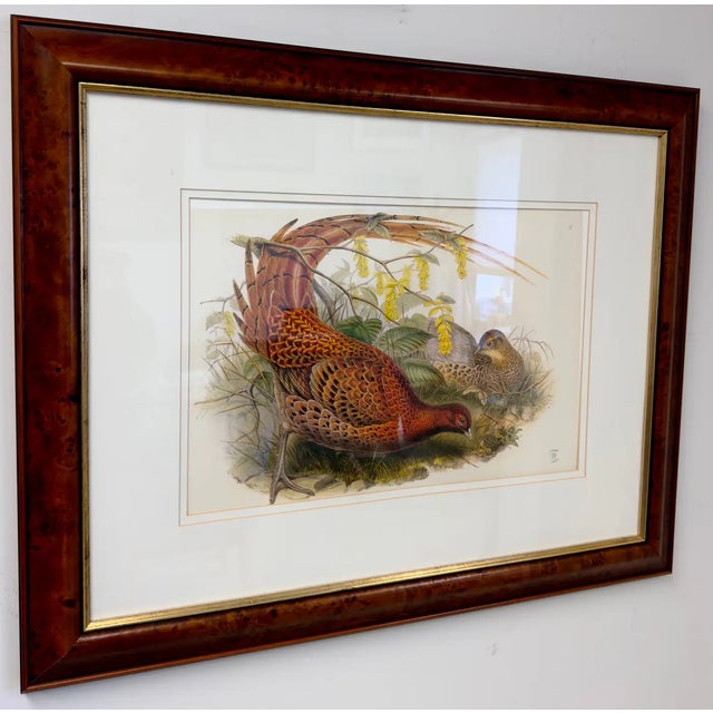 Modern John Gould Pheasants "Phasianus Soemmeringii" Large Lithograph, Framed For Sale - Image 3 of 10