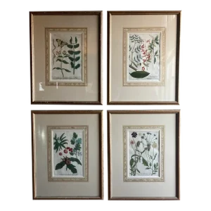 Copper Plated Botanical Engravings From Johann Wilhelm Weinmann‘s Phytanthoza Iconographia Circa 1700s Germany - Set of 4
