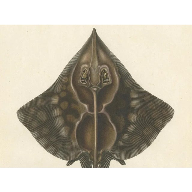 Mid 19th Century Gaimards Skate Raia Gaimardi, 1845, Hand-Colored Lithograph For Sale - Image 5 of 10