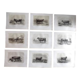 Antique 19th Century French Signed Imperial Folio Cows and Bulls Engravings - "Les Races Bovines" - Set of 9 For Sale