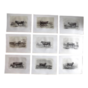 Antique 19th Century French Signed Imperial Folio Cows and Bulls Engravings - "Les Races Bovines" - Set of 9