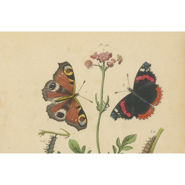 E. Guérin, Butterfly with Caterpillars, 1835, Engraving, Set of 2 For Sale - Image 9 of 11