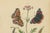 E. Guérin, Butterfly with Caterpillars, 1835, Engraving, Set of 2 For Sale - Image 9 of 11