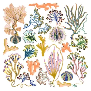 "Beach House Seaweed" Contemporary Giclee Print by Sarah Gordon - 18 X 18