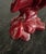 1950s Italian Pair of Ceramic Cockatoo Figurines by Urbano Zaccagnini For Sale - Image 12 of 12