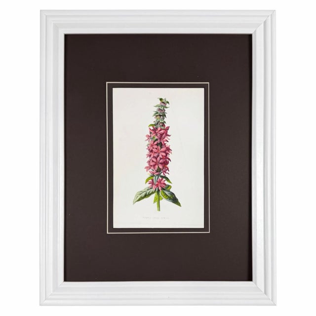 Antique Botanical Print Gallery | Set of 8 F. Edward Hulme Chromolithographs, Framed For Sale - Image 10 of 12