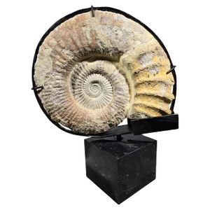 Large Ammonite Fossil Mounted on Marble Base