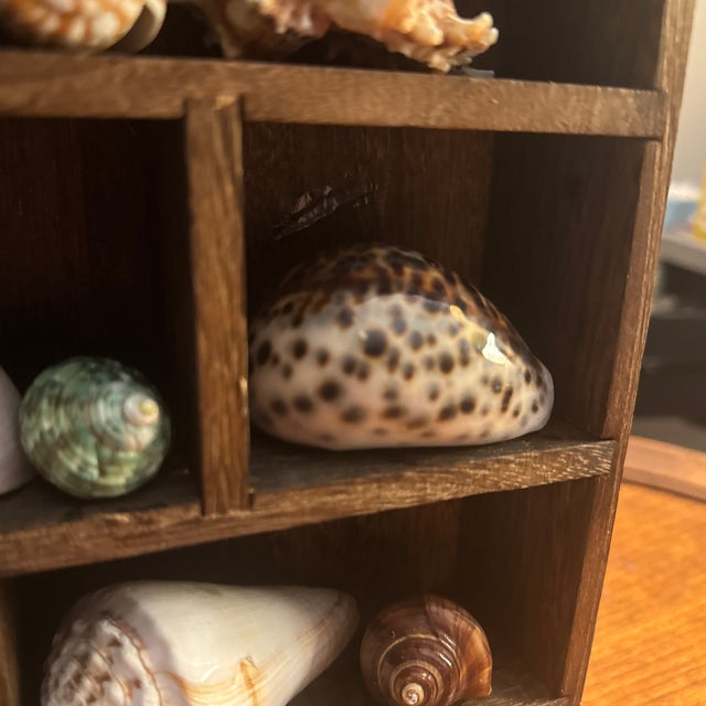 Whimsical House-Shaped Wooden Curio Cabinet With Curated Seashell & Starfish Collection For Sale - Image 10 of 10