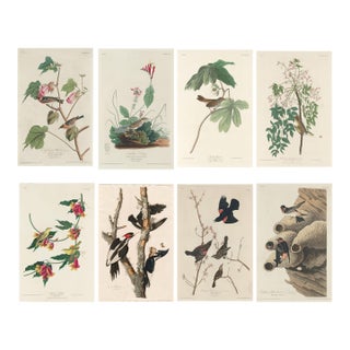 Vintage Reproductions of 1966 John James Audubon Prints— Sparrow, Warbler, Woodpecker, Starling, Swallow and Catcher - Collection of 4 For Sale