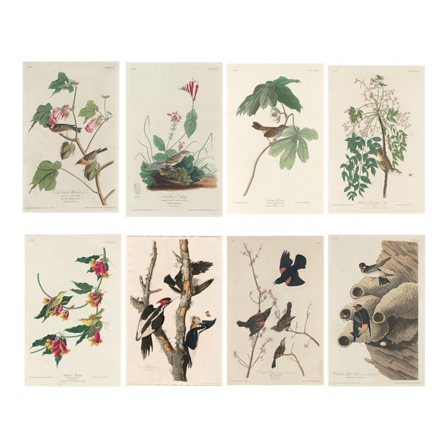 Vintage Reproductions of 1966 John James Audubon Prints— Sparrow, Warbler, Woodpecker, Starling, Swallow and Catcher - Collection of 4 For Sale