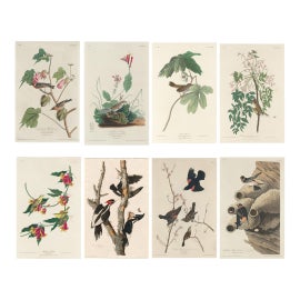 Example of John James Audubon Drawings