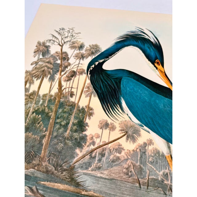 1960s 1964 Audubon Folio Original Lithograph Great Bird Paintings - "Louisiana Heron" 14x17 For Sale - Image 5 of 6