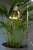 Metal Model G98 Flower Lamp by Hans-Agne Jakobsson for HAJ Markaryd, 1960s For Sale - Image 7 of 14