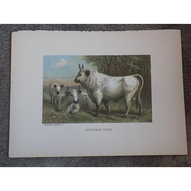 Antique 19th Century Animal Lithographs - Set of 3 For Sale - Image 4 of 5